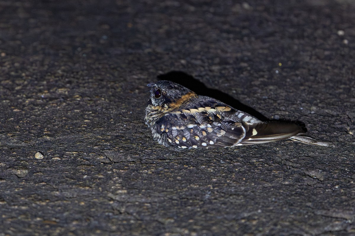 Engoulevent à queue en ciseaux - ML647067884