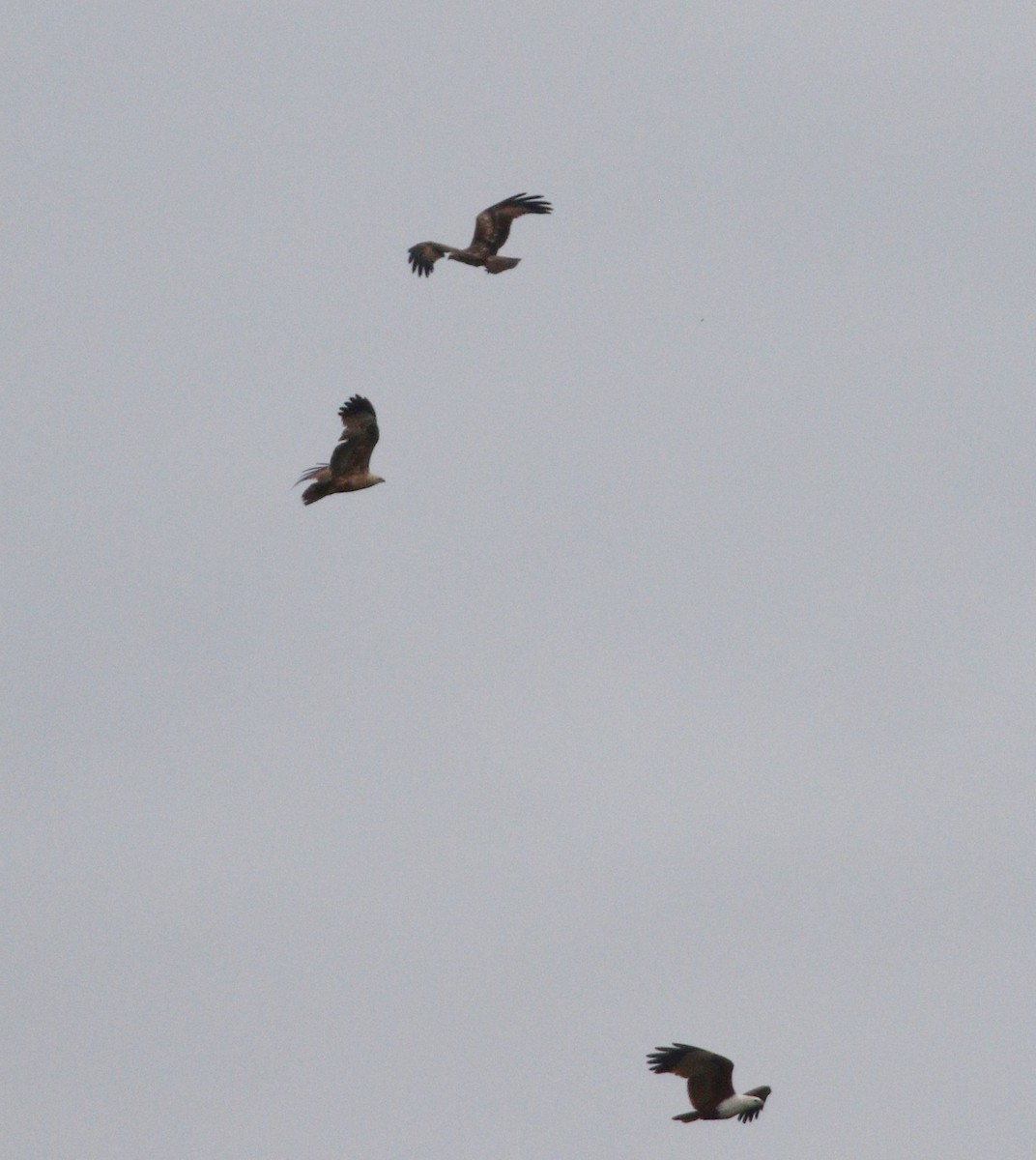 Brahminy Kite - ML647067886