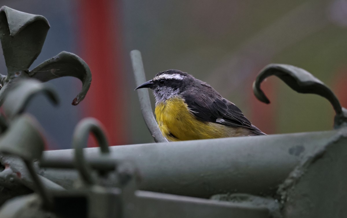 Bananaquit - ML647067888