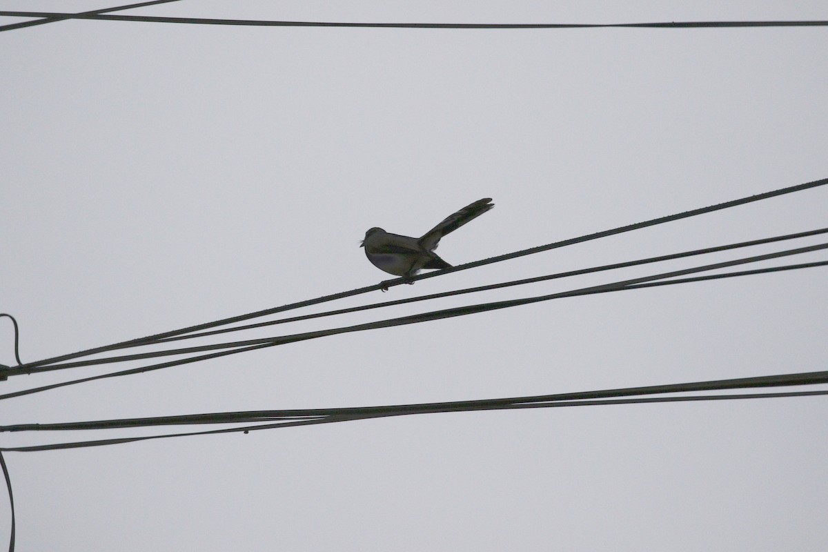 Philippine Pied-Fantail - ML647067892