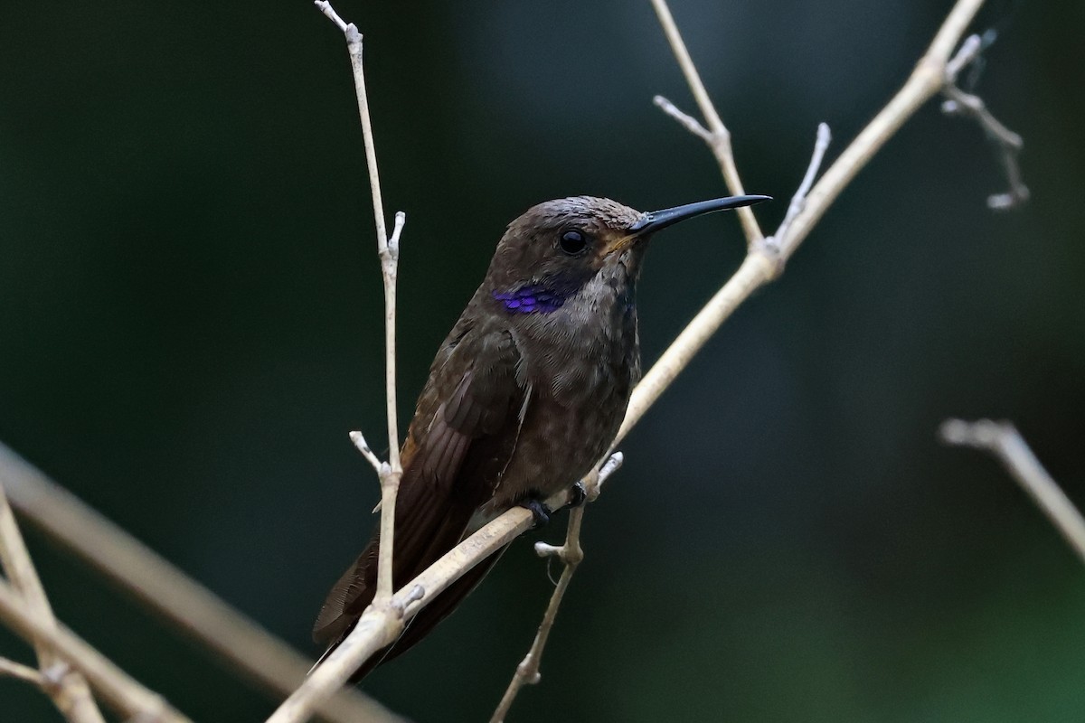 Brown Violetear - ML647067897