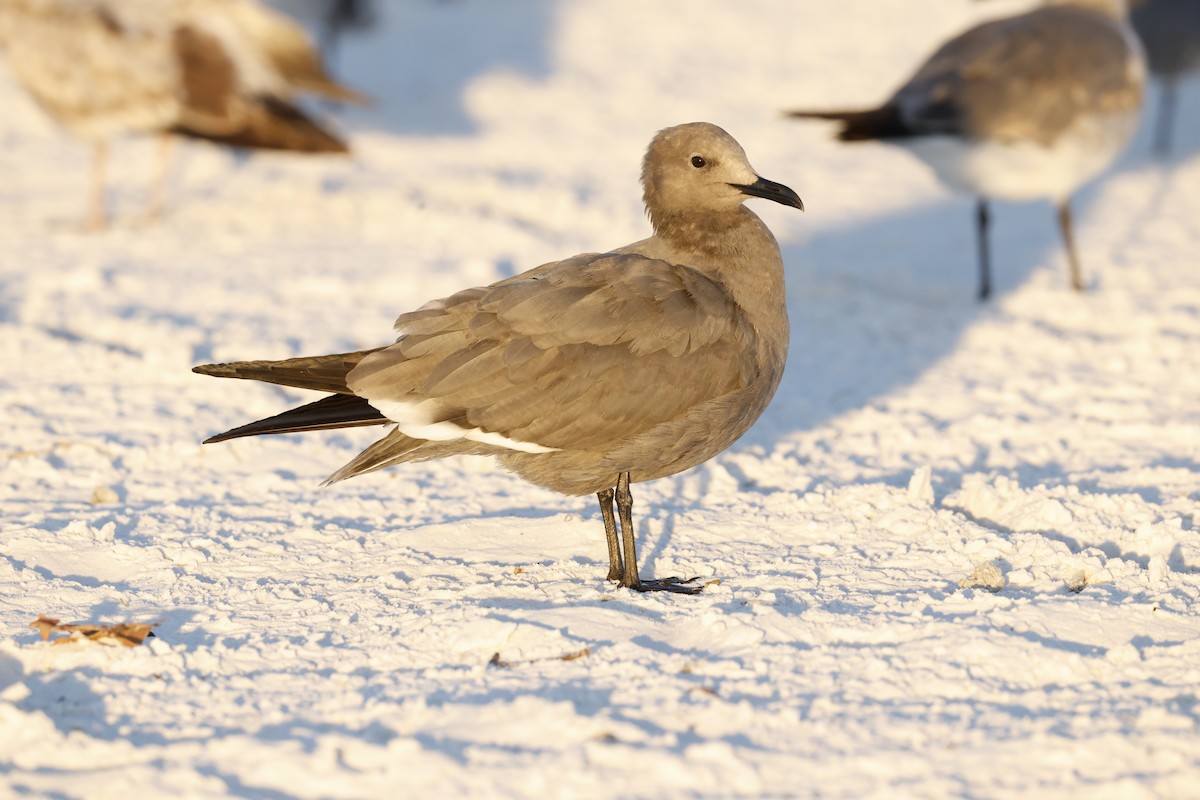 Gray Gull - ML647067901