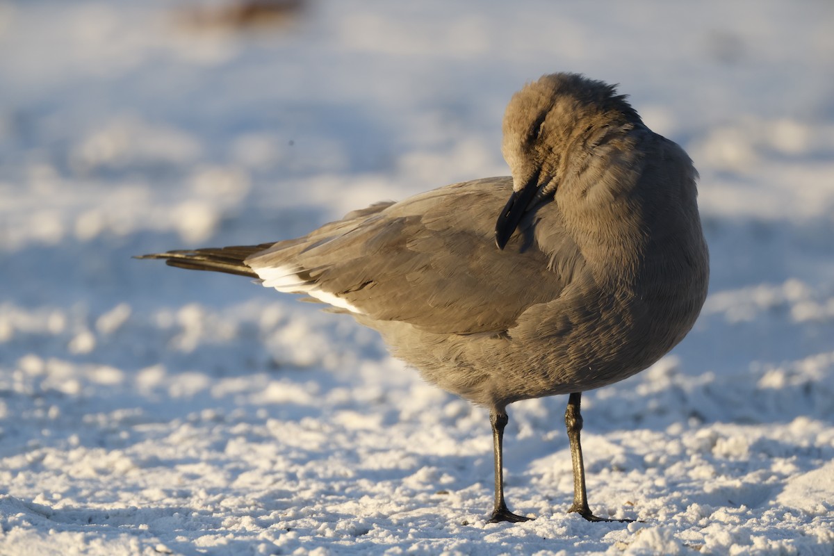 Gray Gull - ML647067902