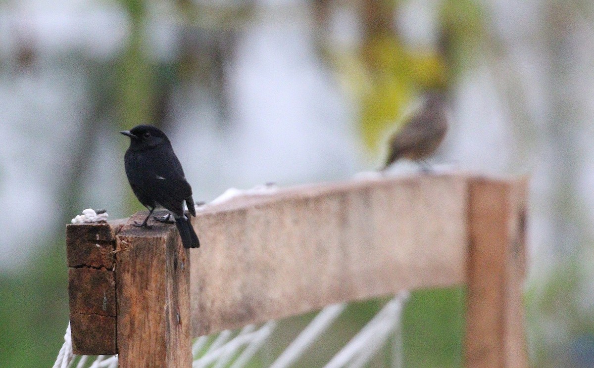 Pied Bushchat - ML647067906
