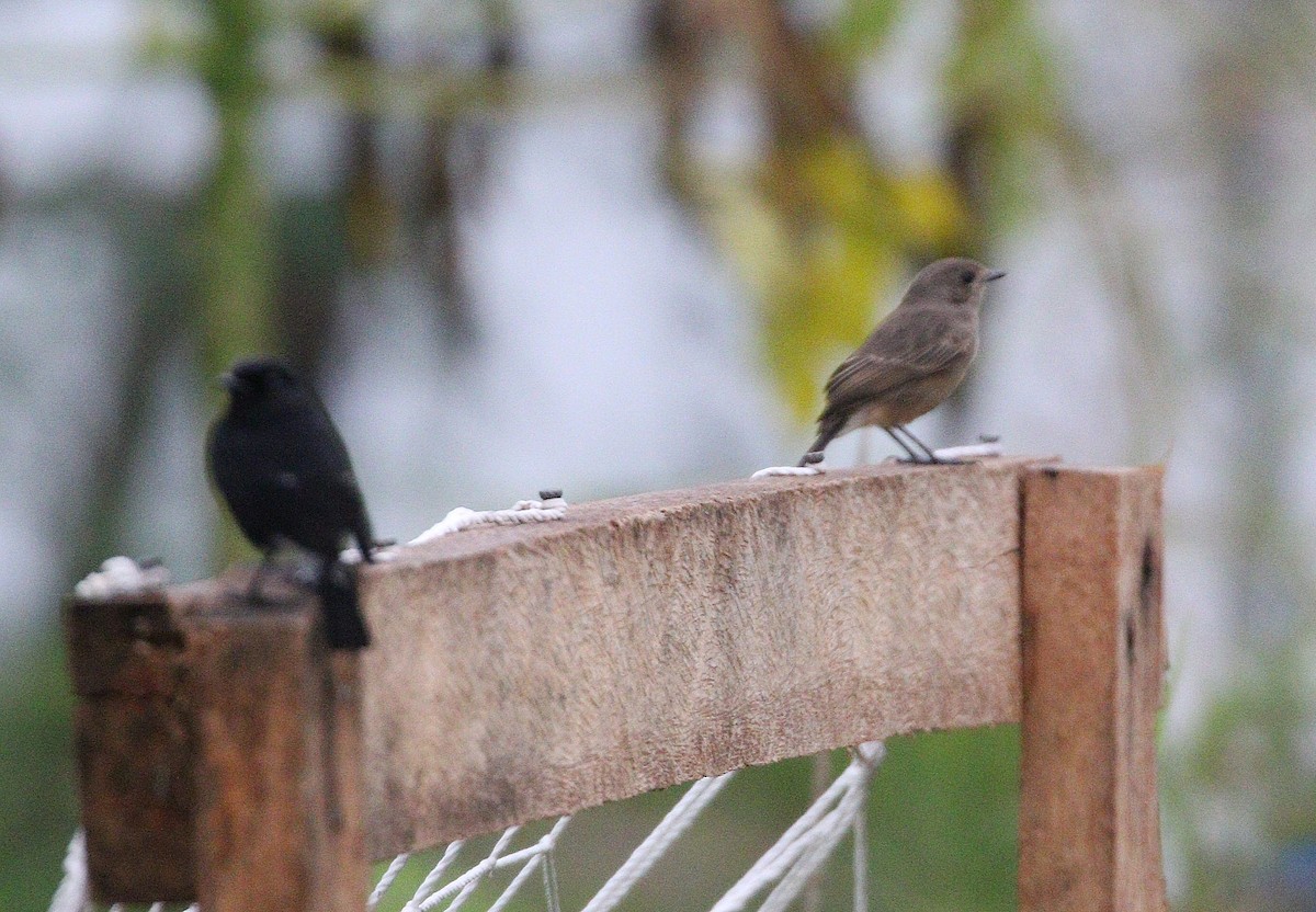 Pied Bushchat - ML647067907