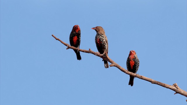 Painted Firetail - ML647067916