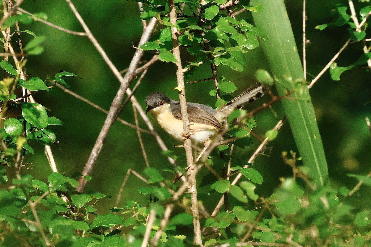 シロハラハウチワドリ - ML647067937