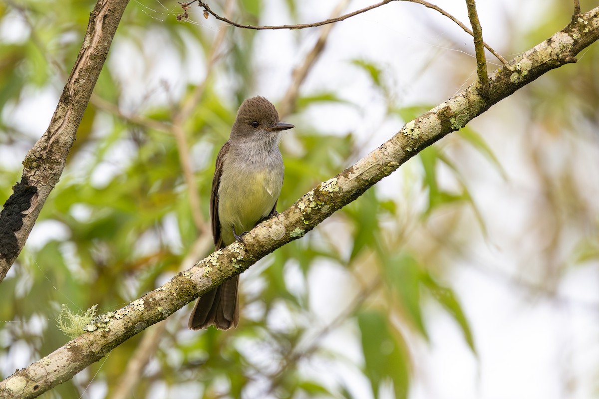 Swainson's Flycatcher - ML647067938