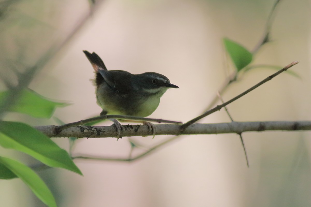 White-browed Scrubwren (White-browed) - ML647067940