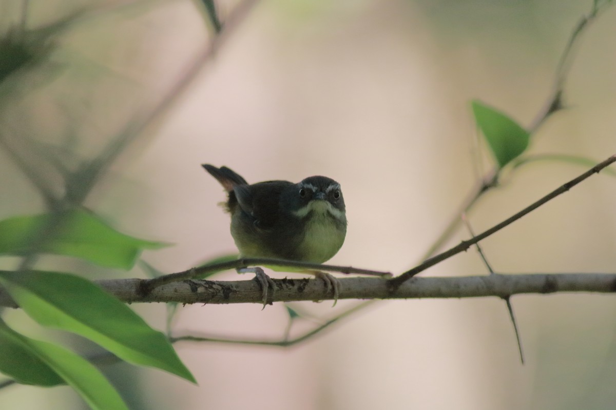 White-browed Scrubwren (White-browed) - ML647067941