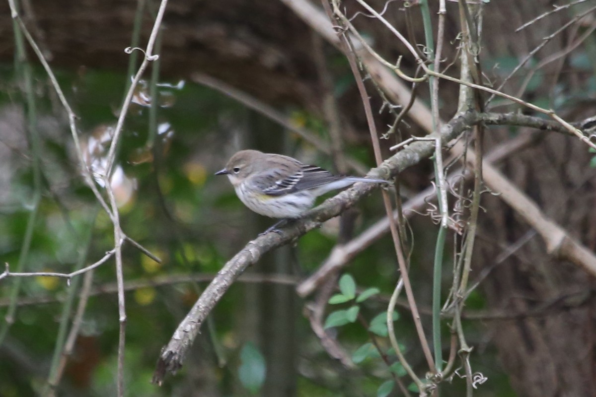 Yellow-rumped Warbler (Myrtle) - ML647067942