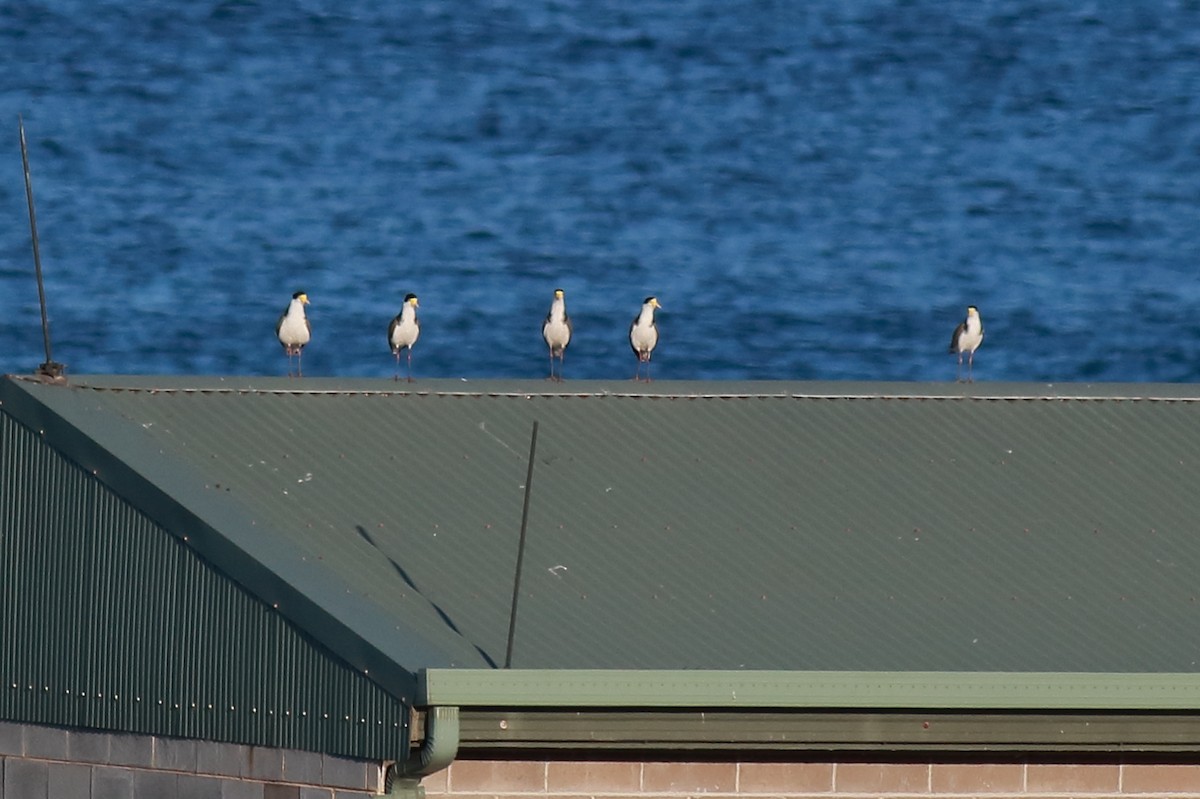 Masked Lapwing (Black-shouldered) - ML647067945
