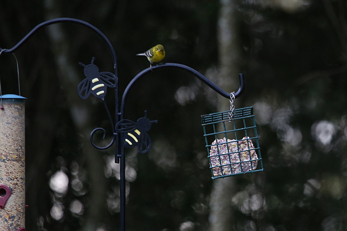 Pine Warbler - ML647067946