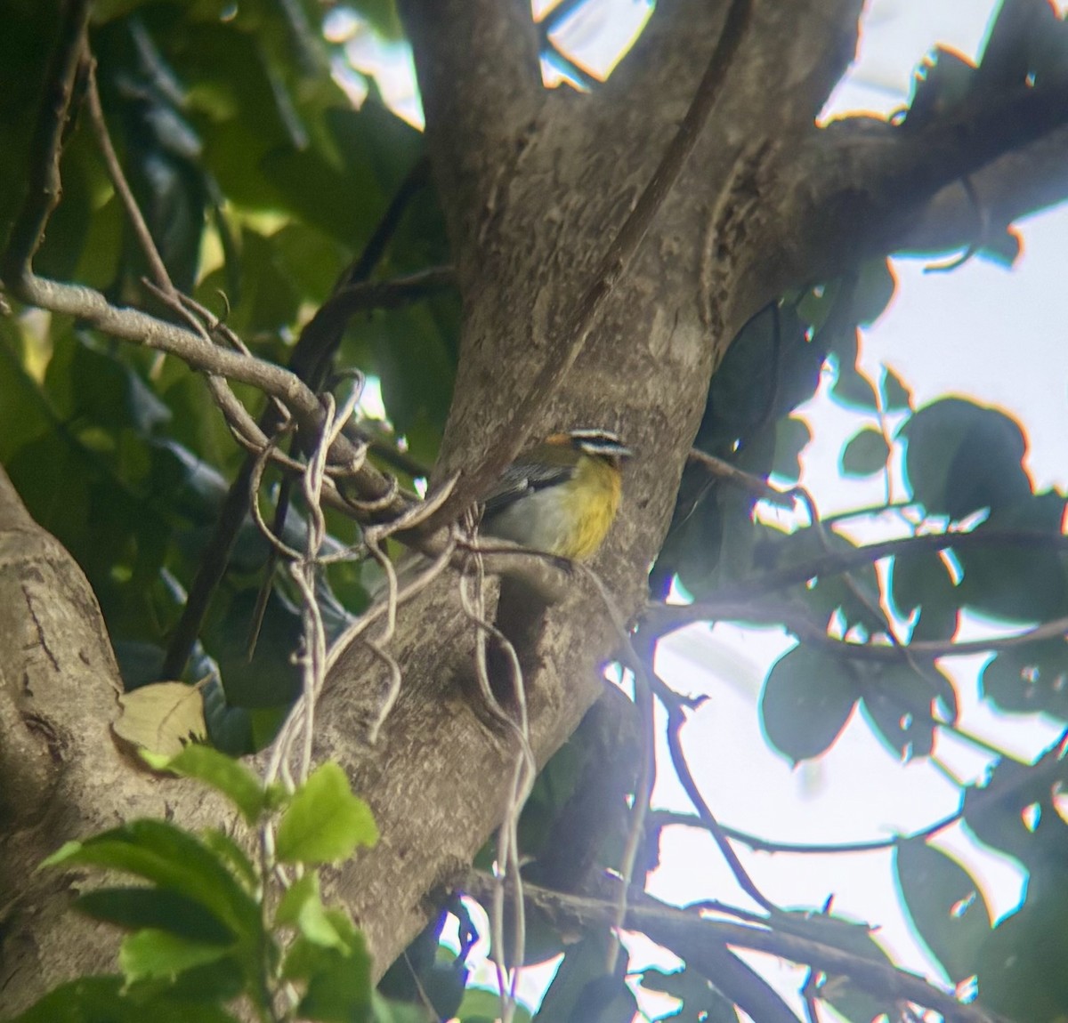 Puerto Rican Spindalis - ML647067952