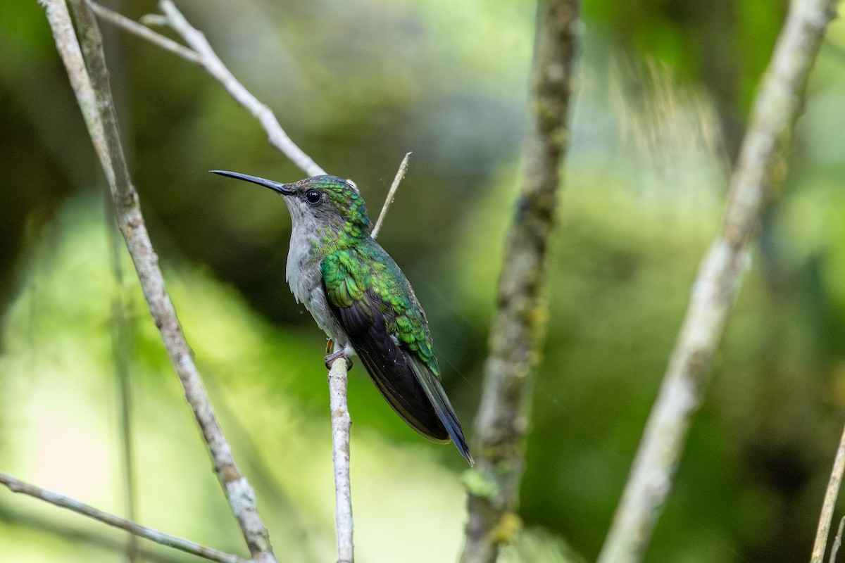 Violet-capped Woodnymph - ML647067955