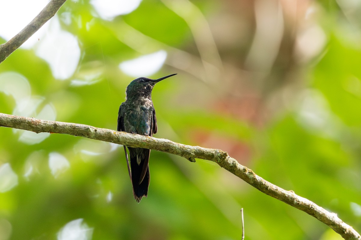 Violet-capped Woodnymph - ML647067956