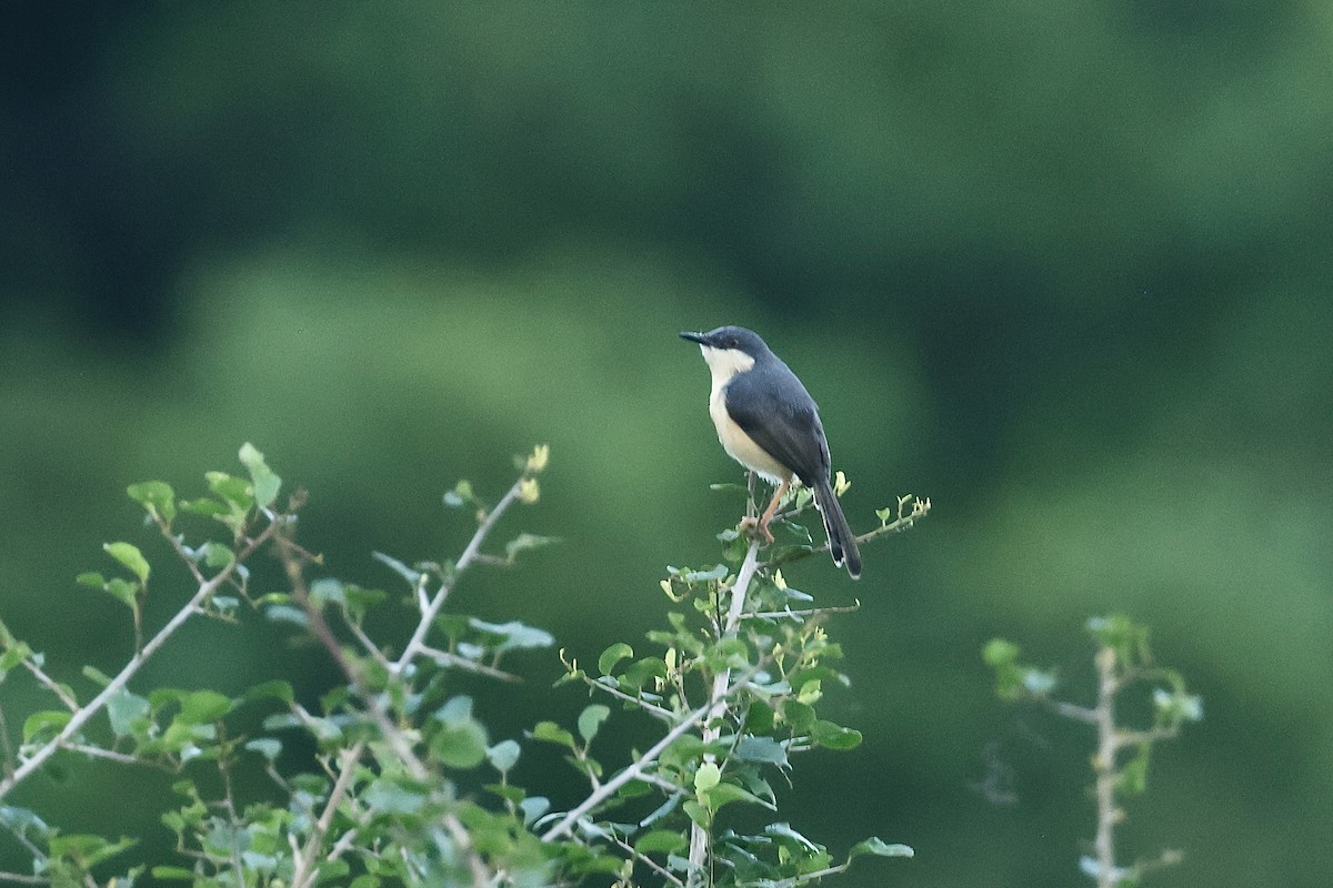 シロハラハウチワドリ - ML647067957