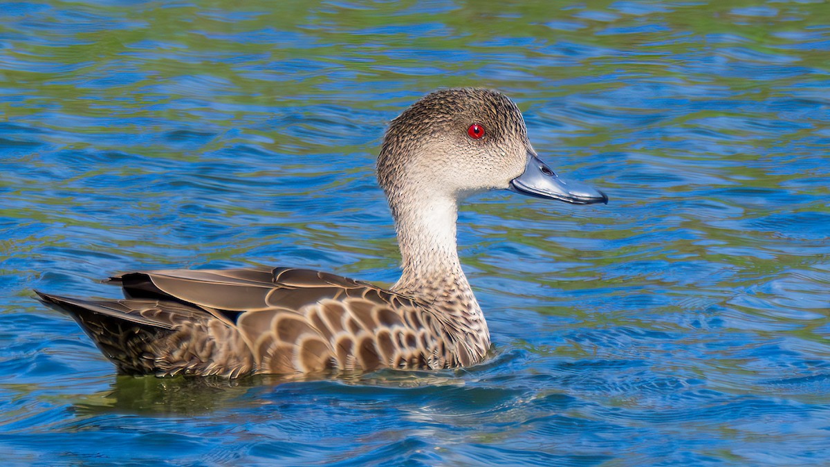 Gray Teal - ML647067959