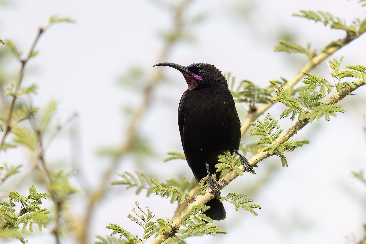 Amethyst Sunbird - ML647067961