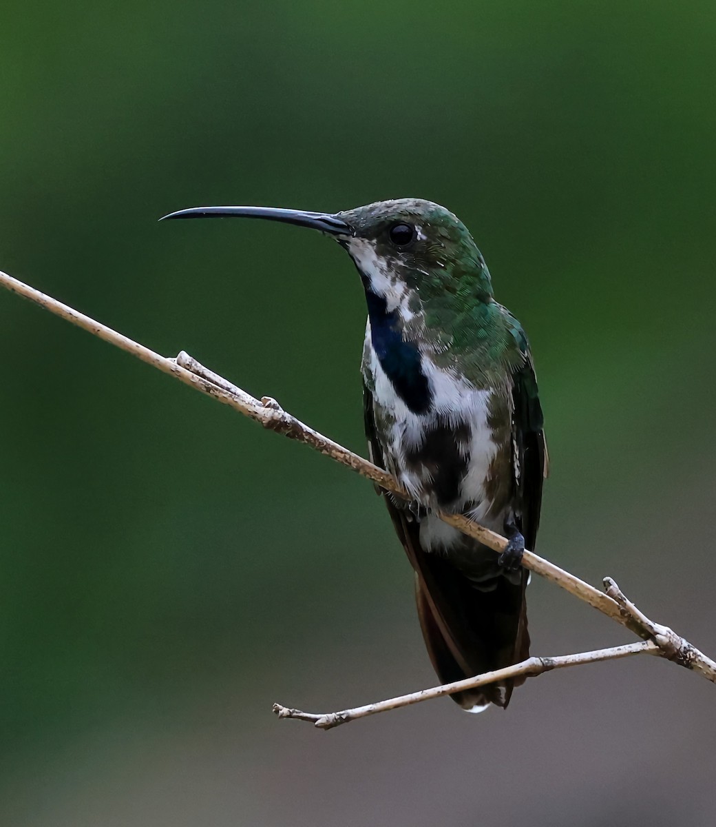 Black-throated Mango - ML647067963