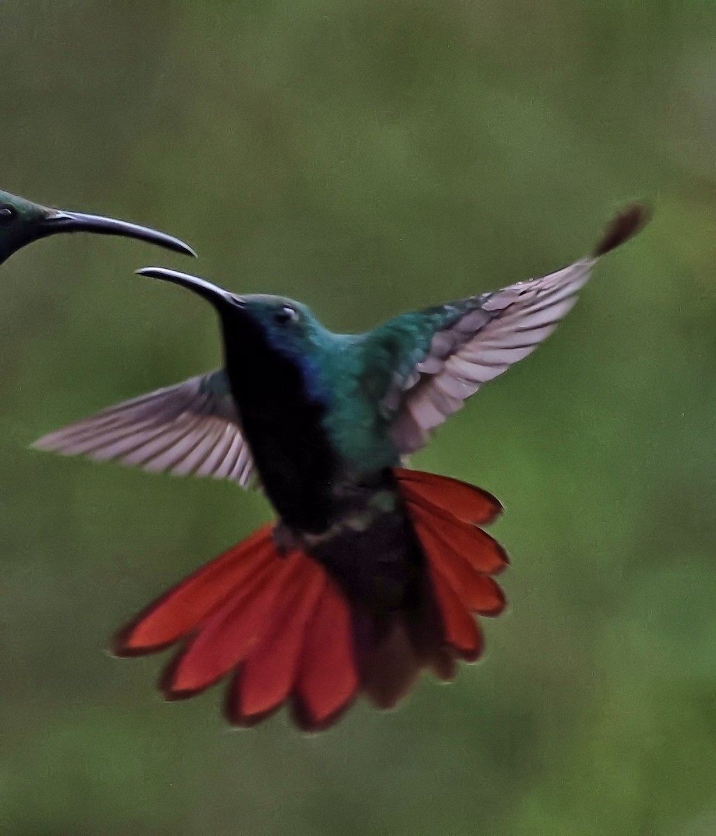 Black-throated Mango - ML647067964