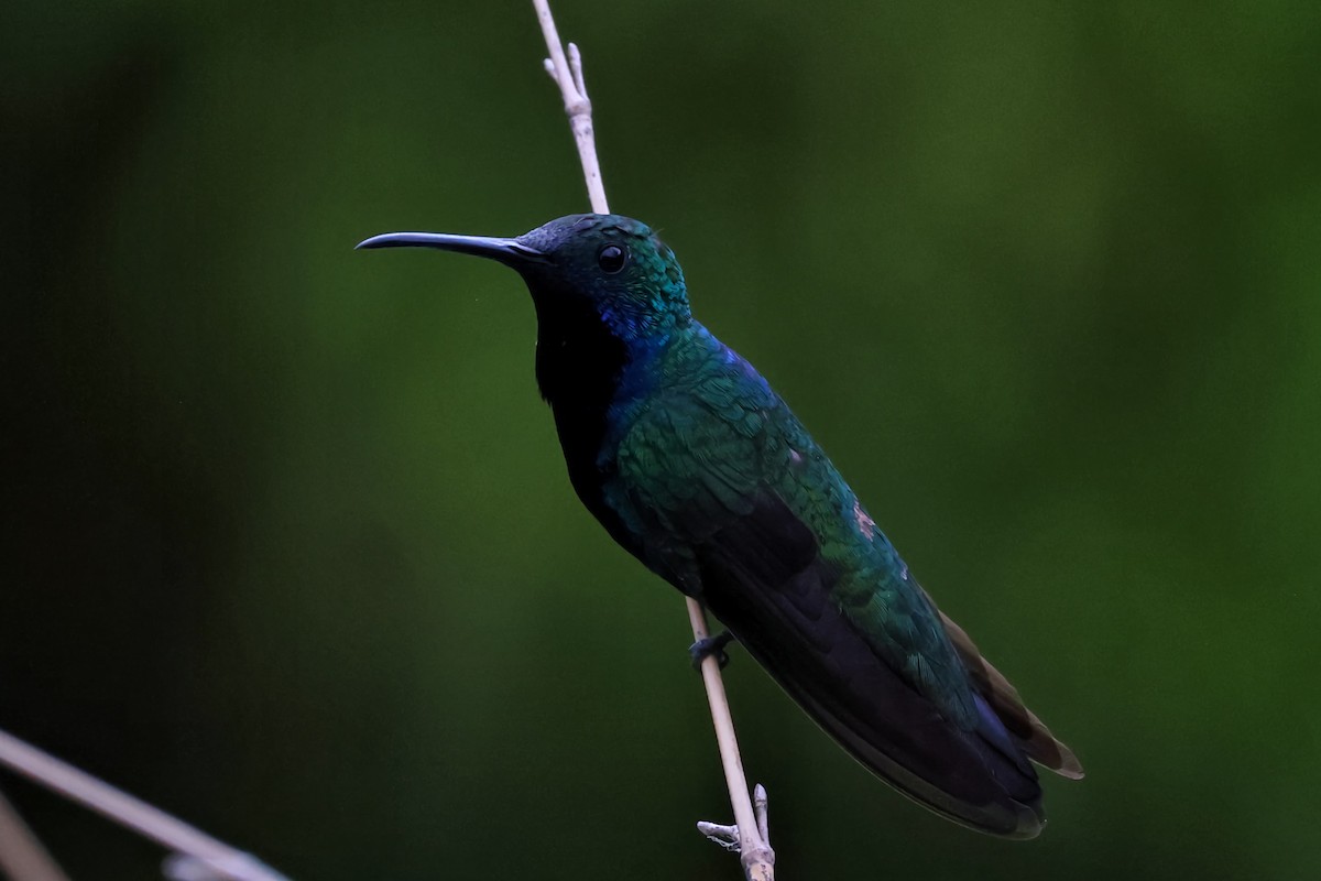 Black-throated Mango - ML647067965