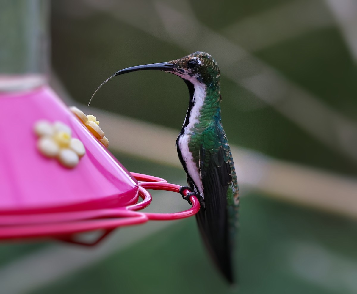 Black-throated Mango - ML647067966