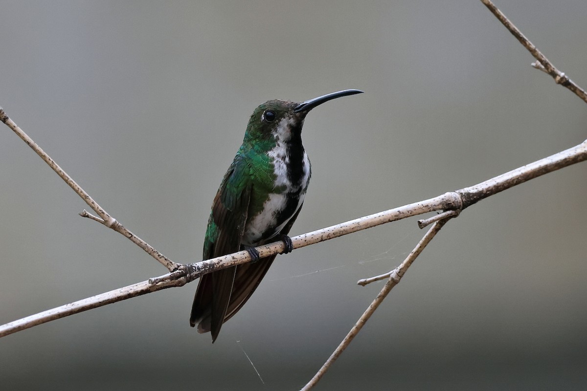 Black-throated Mango - ML647067967