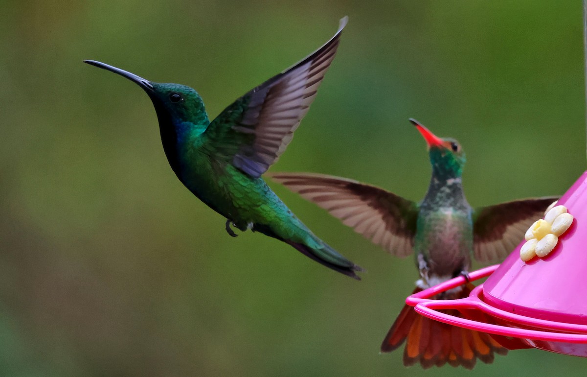 Black-throated Mango - ML647067968