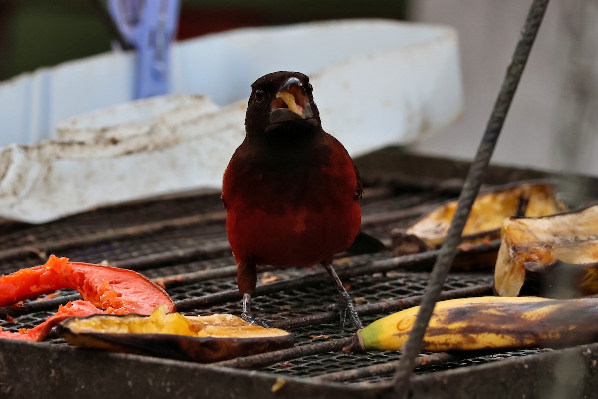 Crimson-backed Tanager - ML647067970
