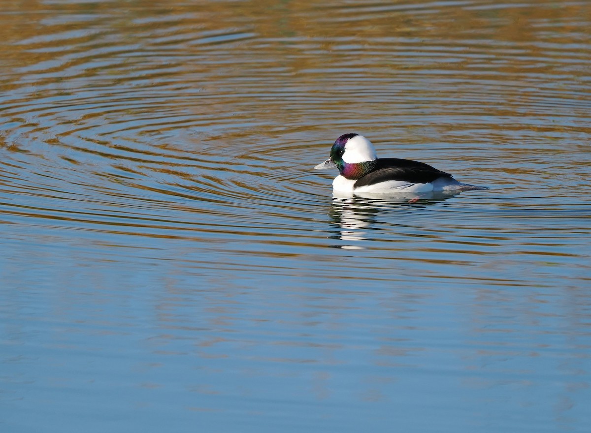 Bufflehead - ML647067972