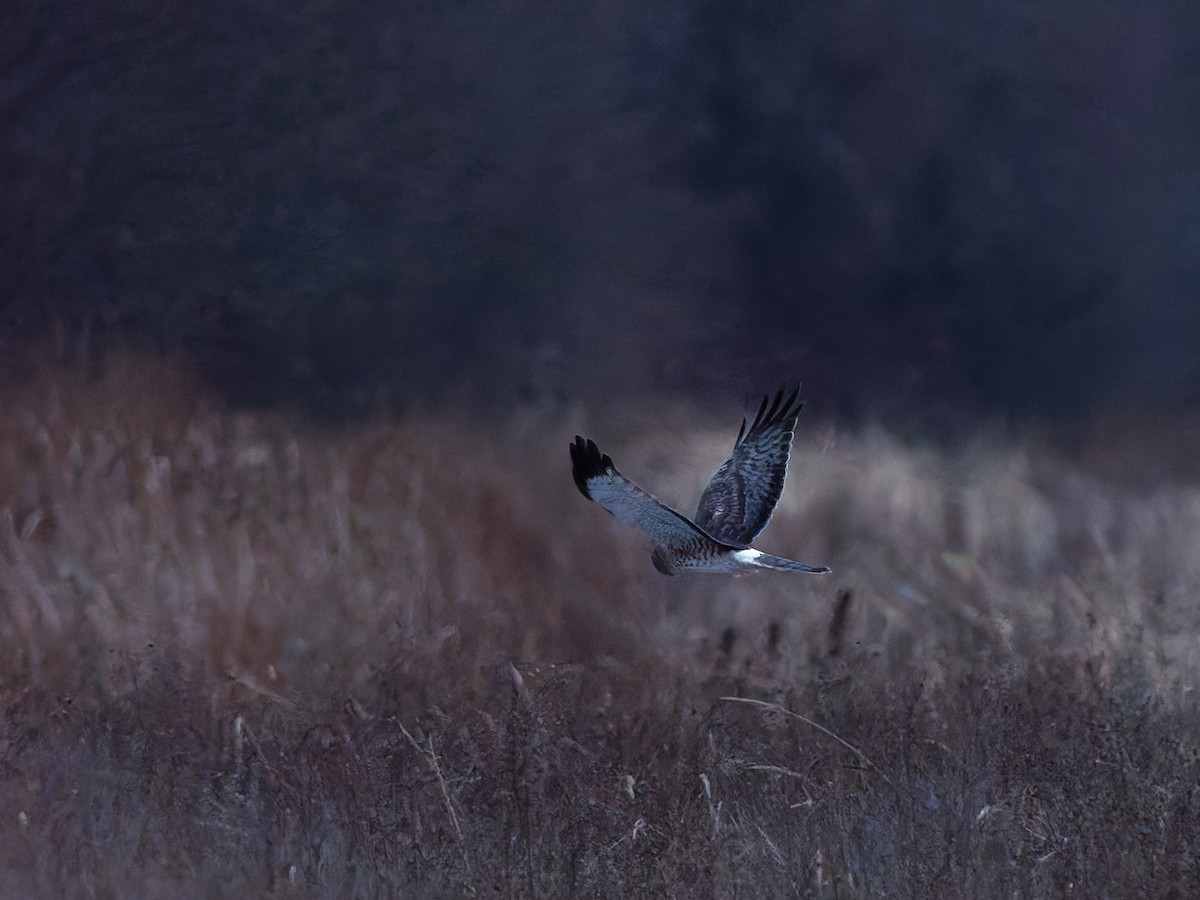 Northern Harrier - ML647067974