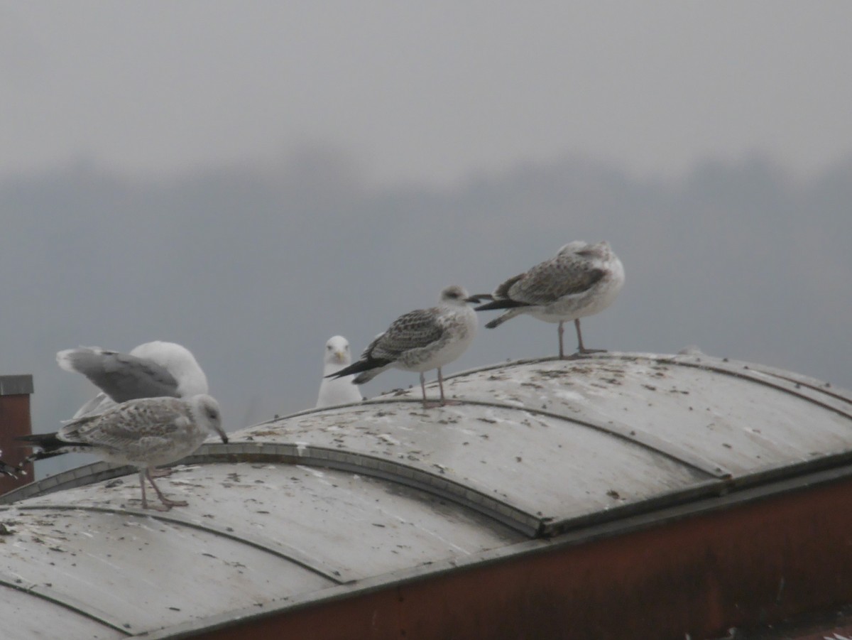 Gaviota Sombría - ML647067975