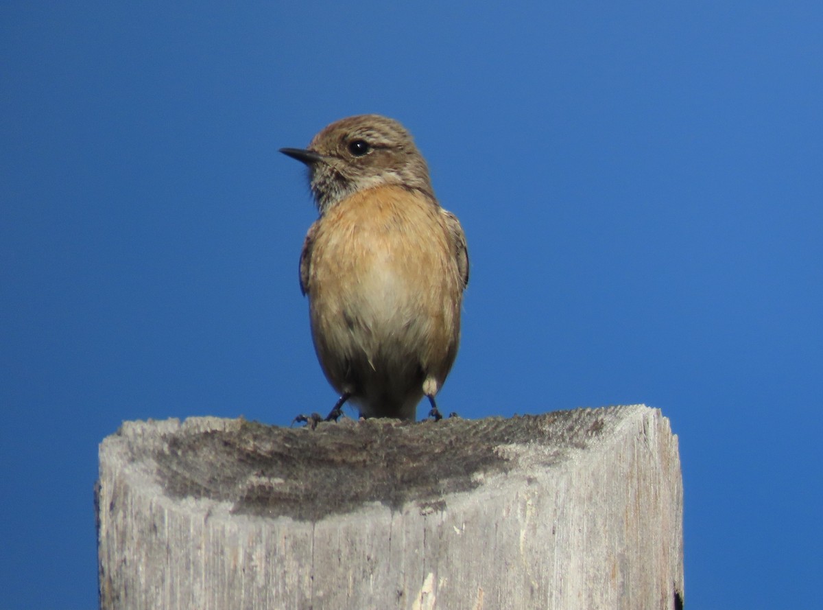 European Stonechat - ML647067976