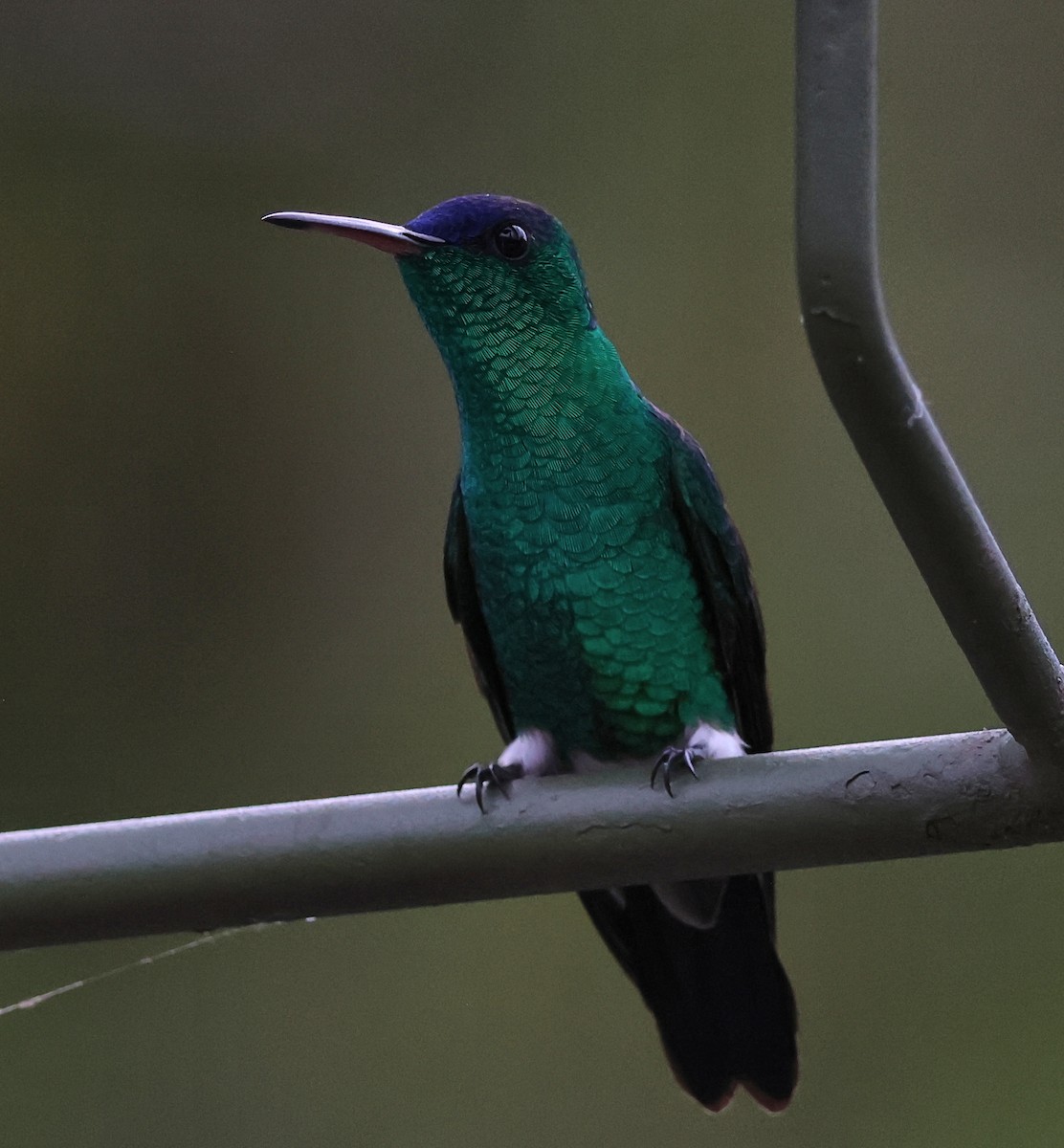 Indigo-capped Hummingbird - ML647067978