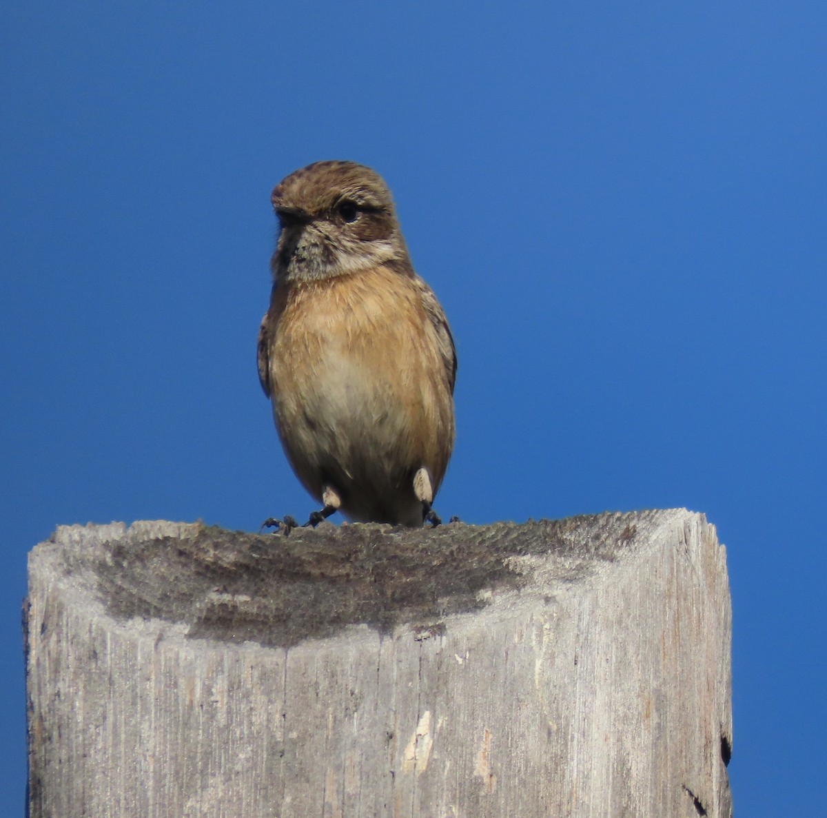 European Stonechat - ML647067979
