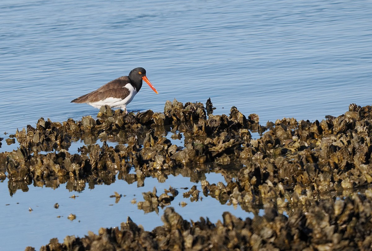American Oystercatcher - ML647067983