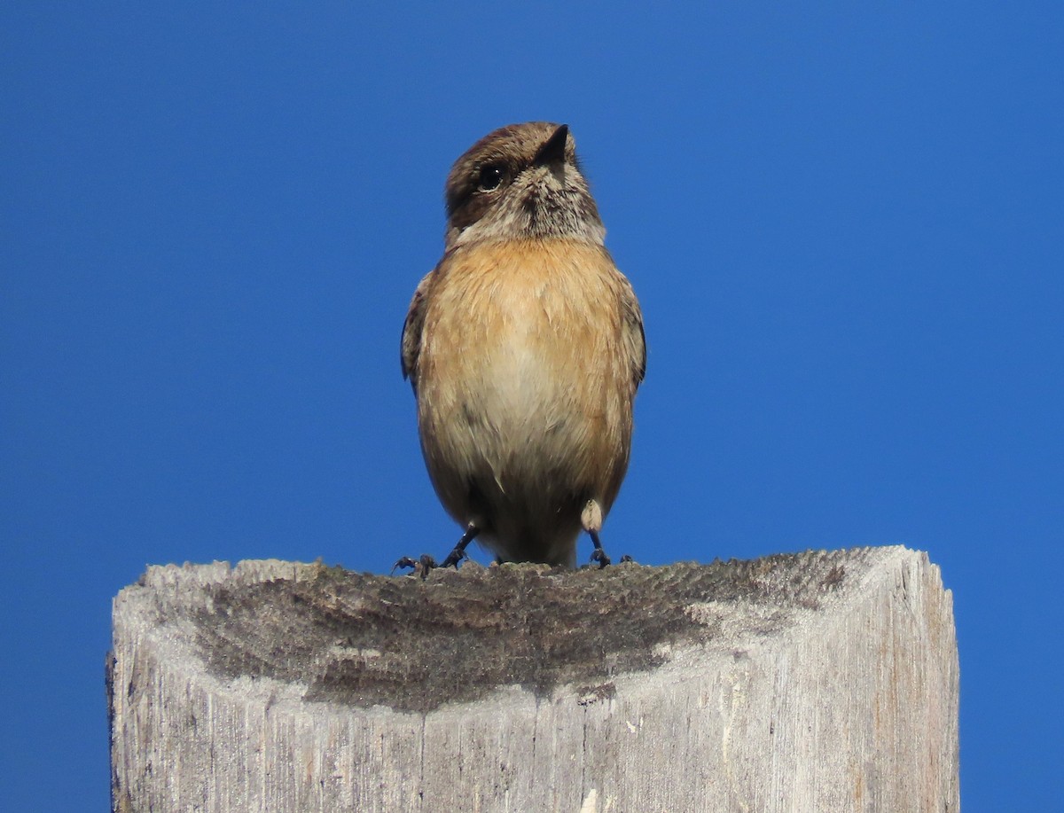 European Stonechat - ML647067985