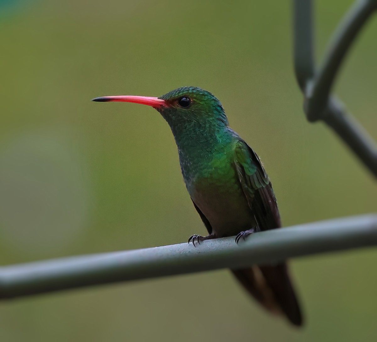 Rufous-tailed Hummingbird - ML647067986