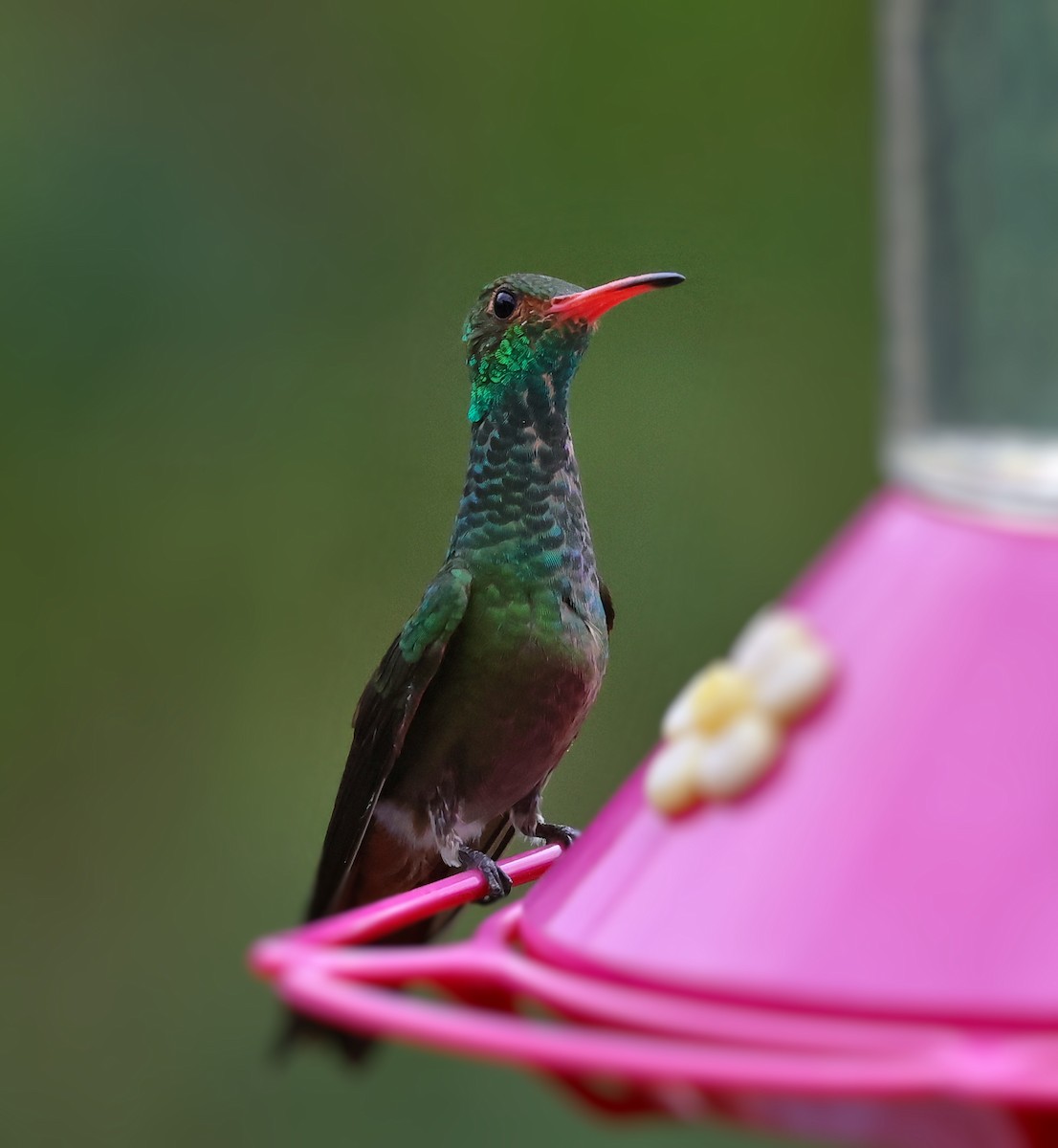 Rufous-tailed Hummingbird - ML647067987