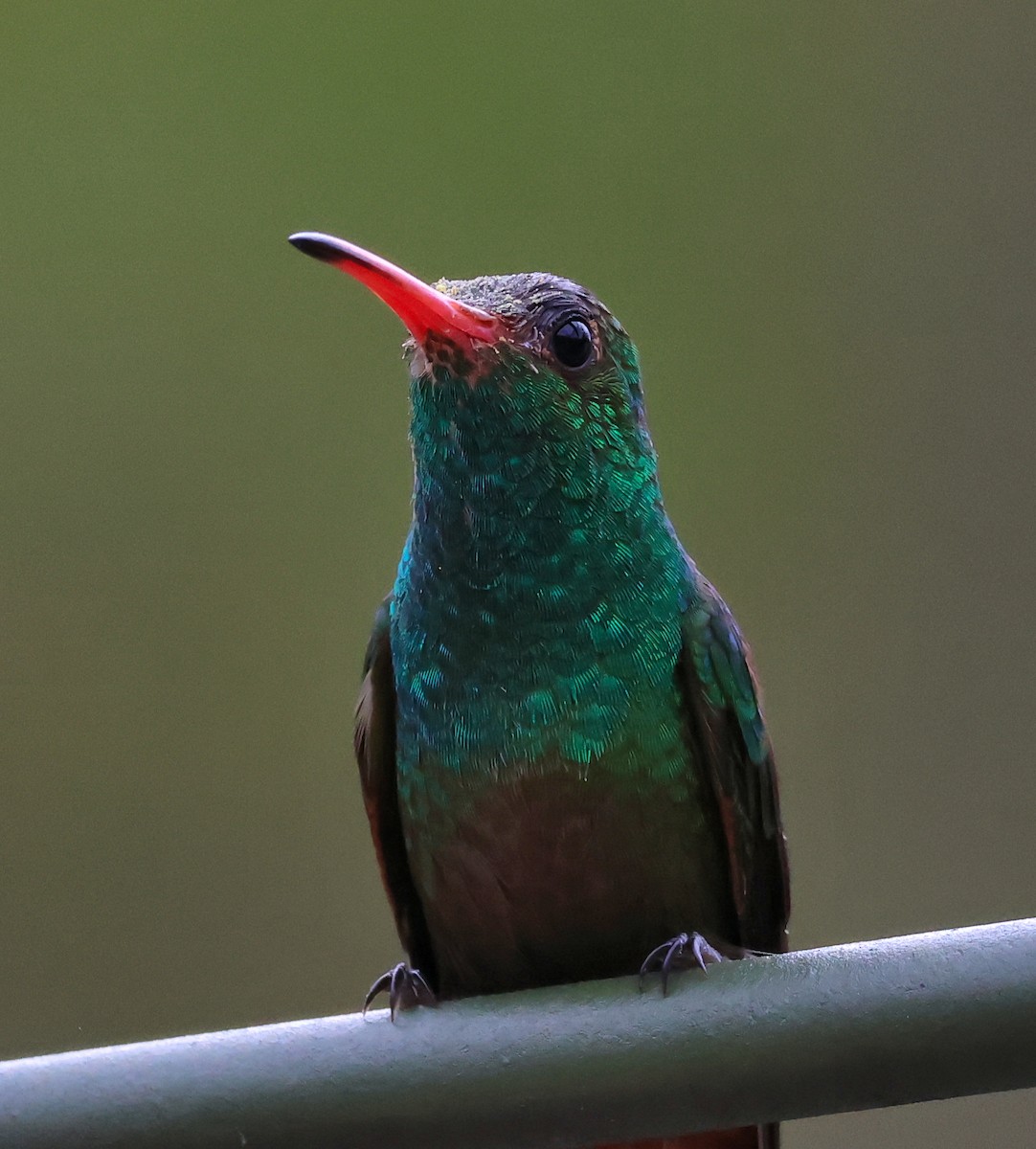 Rufous-tailed Hummingbird - ML647067989