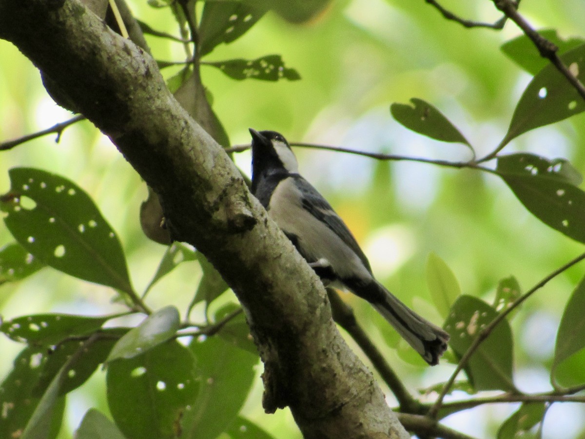 シジュウカラ（cinereus グループ） - ML647067991