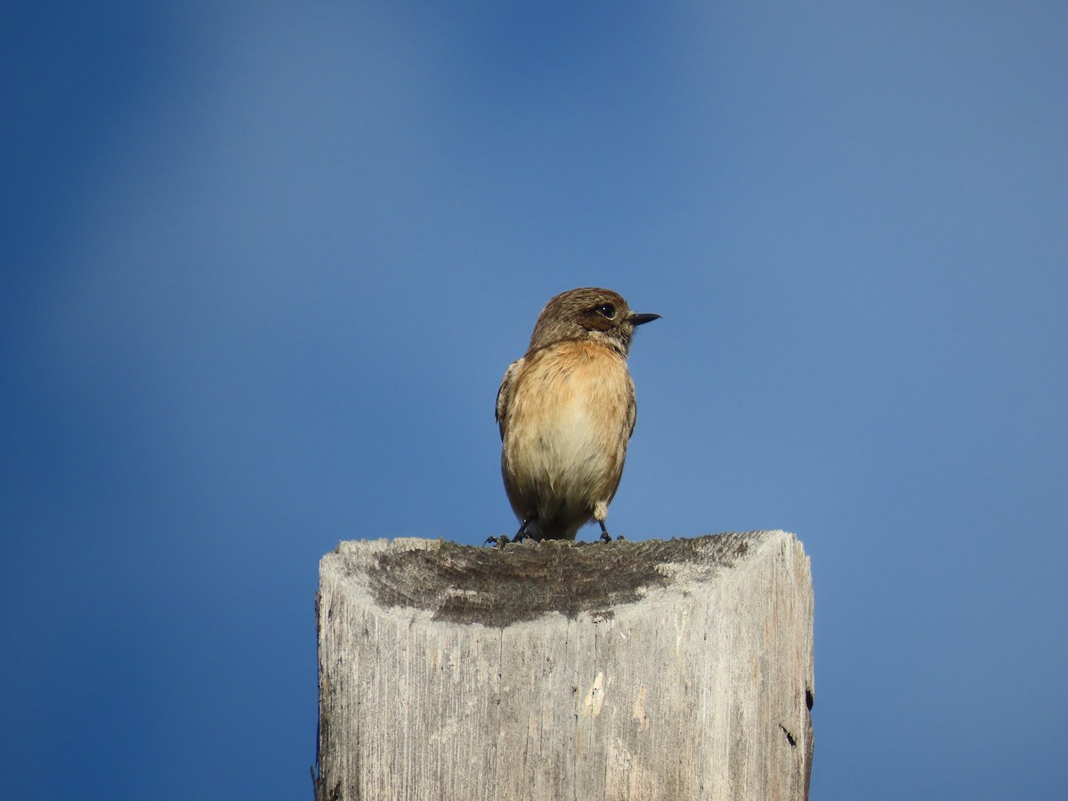 European Stonechat - ML647067994