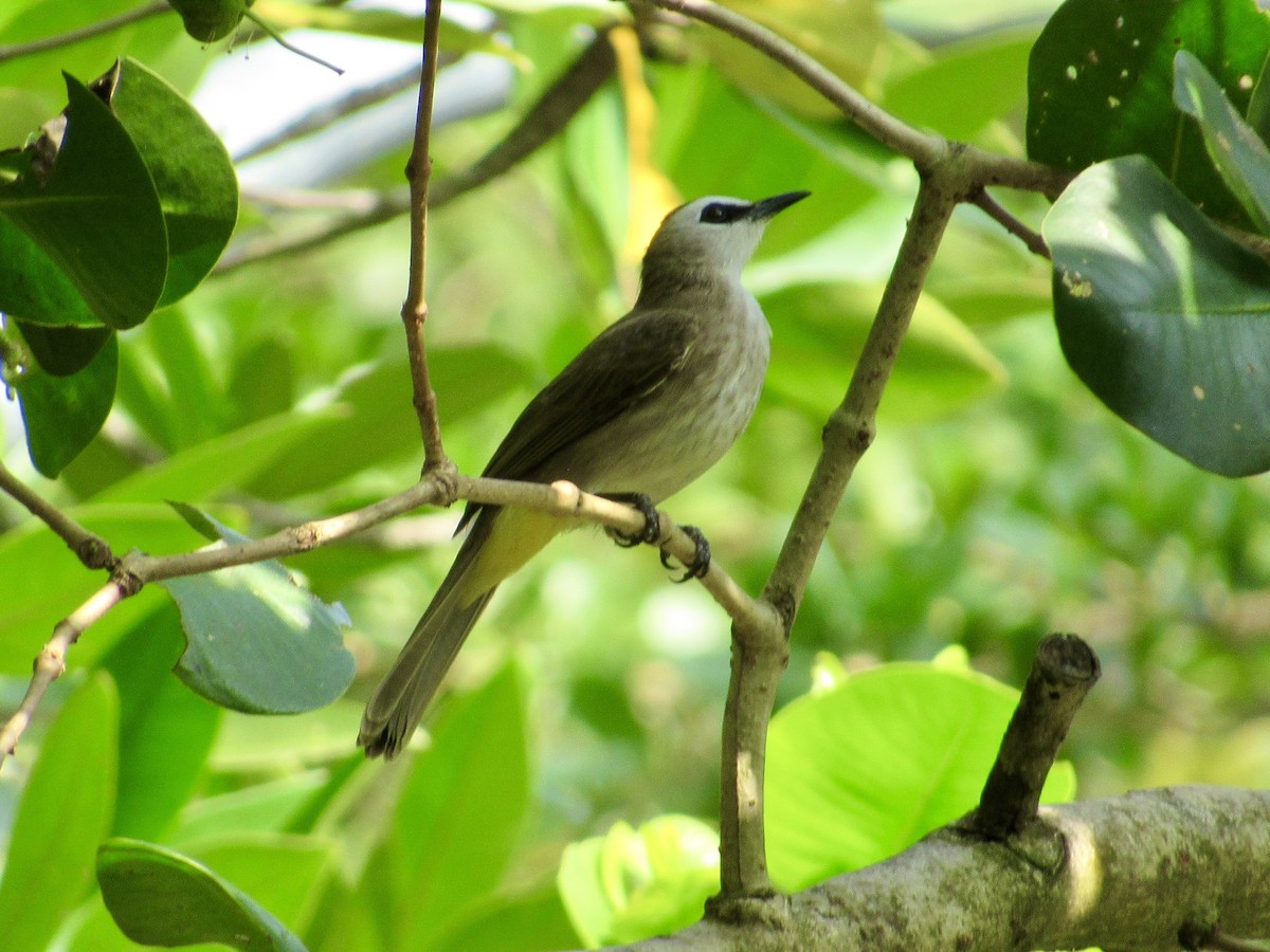 Yellow-vented Bulbul (Sunda) - ML647067995