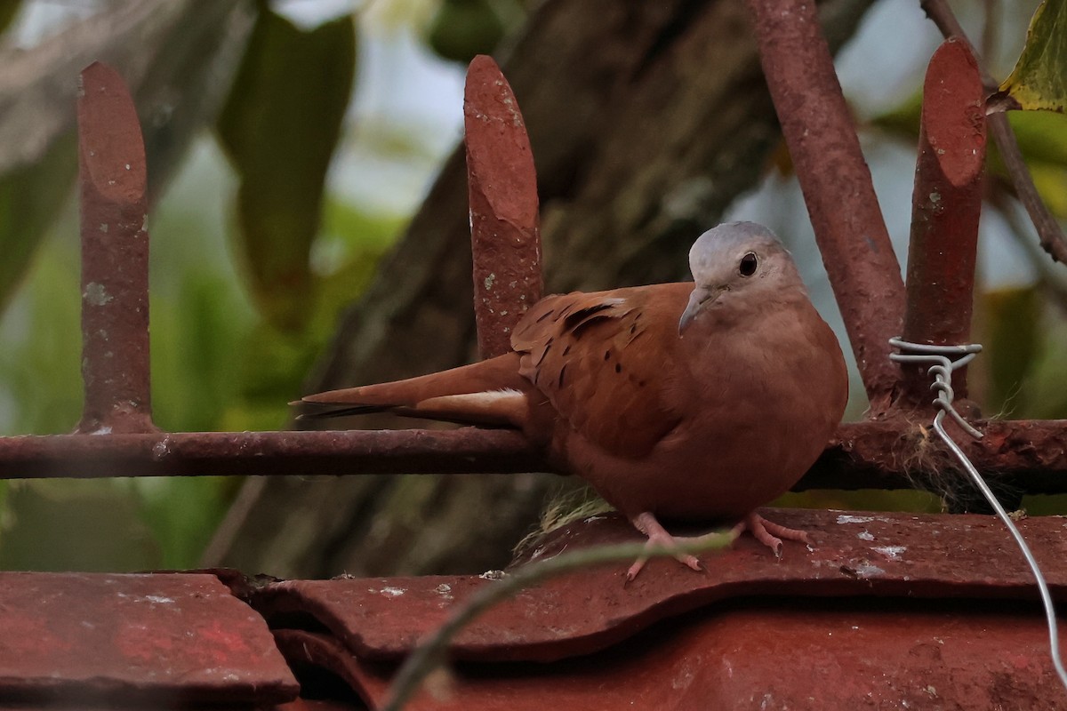 Ruddy Ground Dove - ML647067996