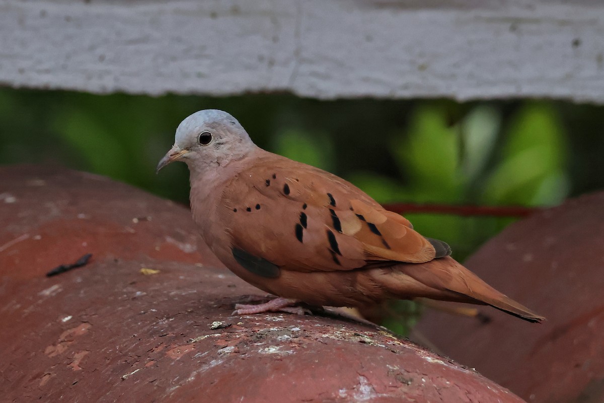 Ruddy Ground Dove - ML647067997