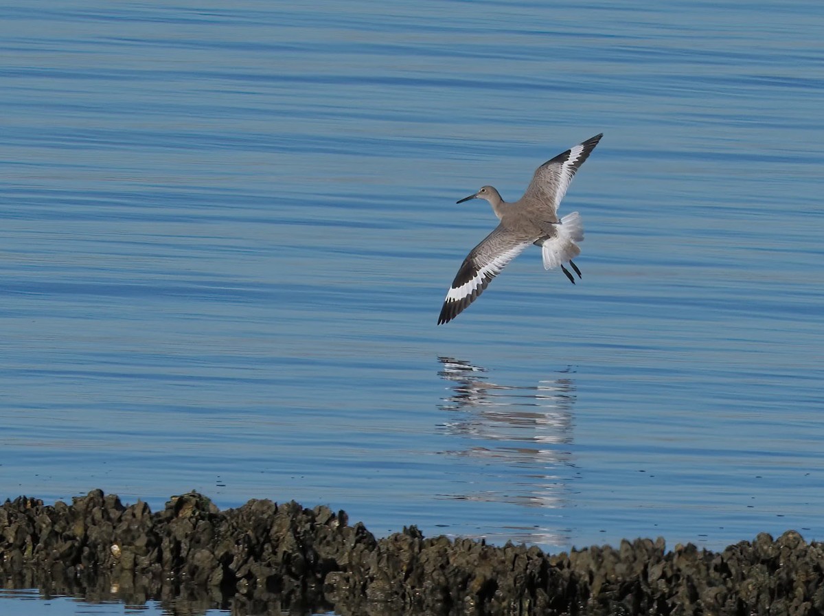 Willet - ML647067998