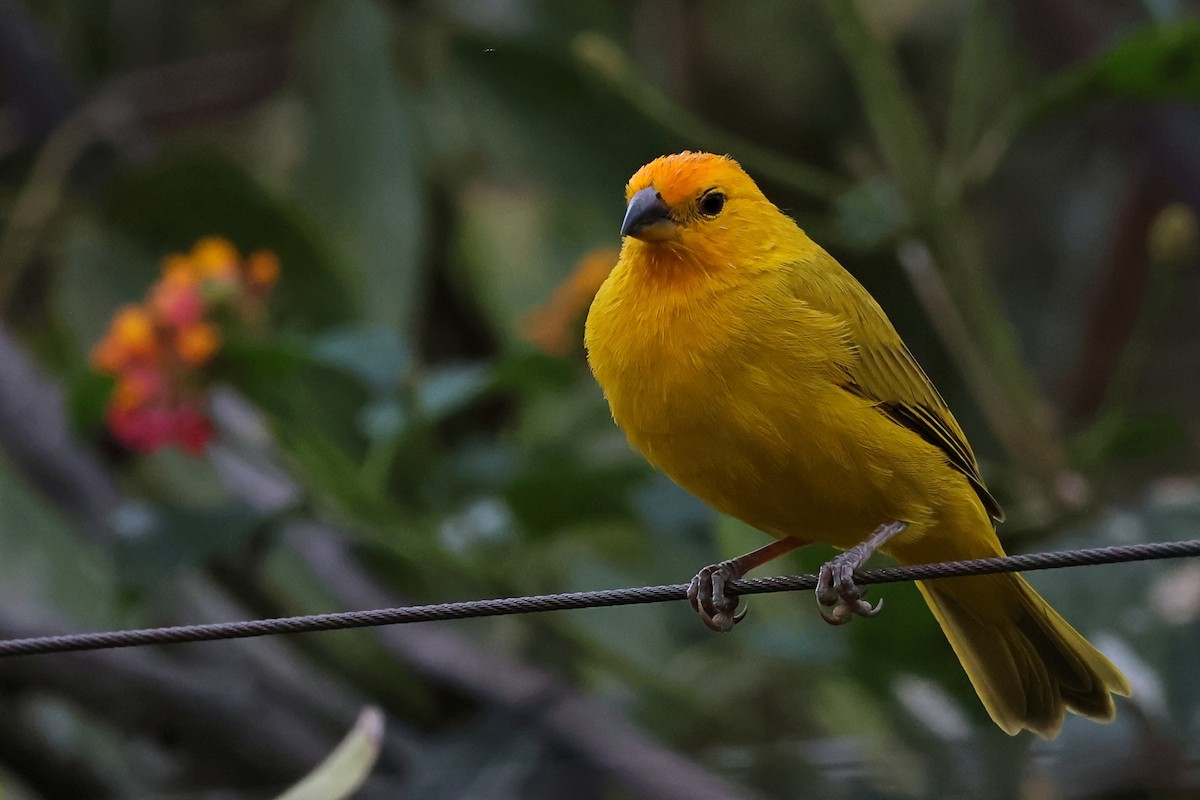 Saffron Finch - ML647068004