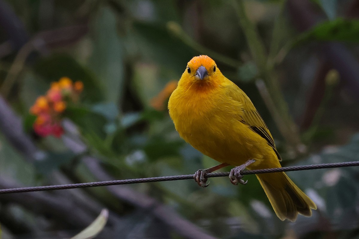 Saffron Finch - ML647068005