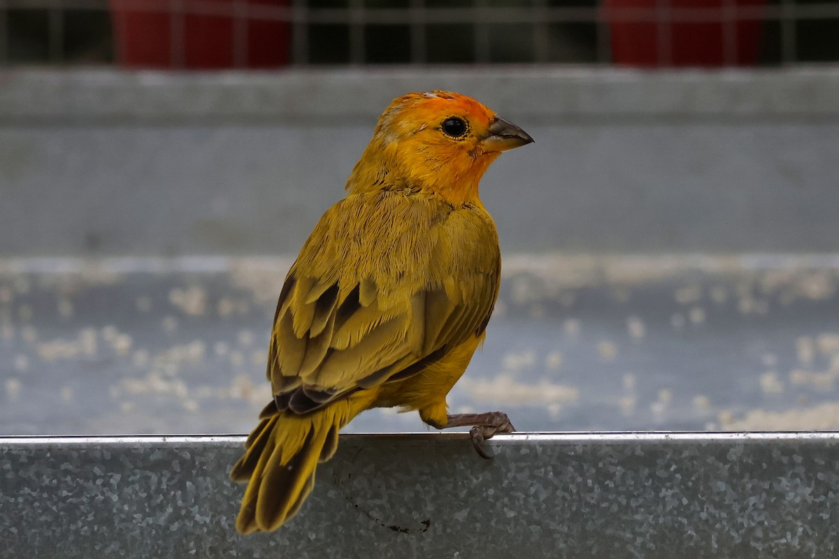 Saffron Finch - ML647068006